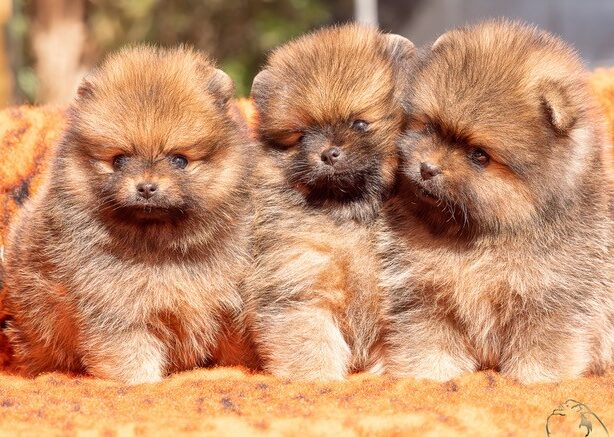 Chiots Poméraniens pedigree FCI - Élevage Pom Of The Gang.