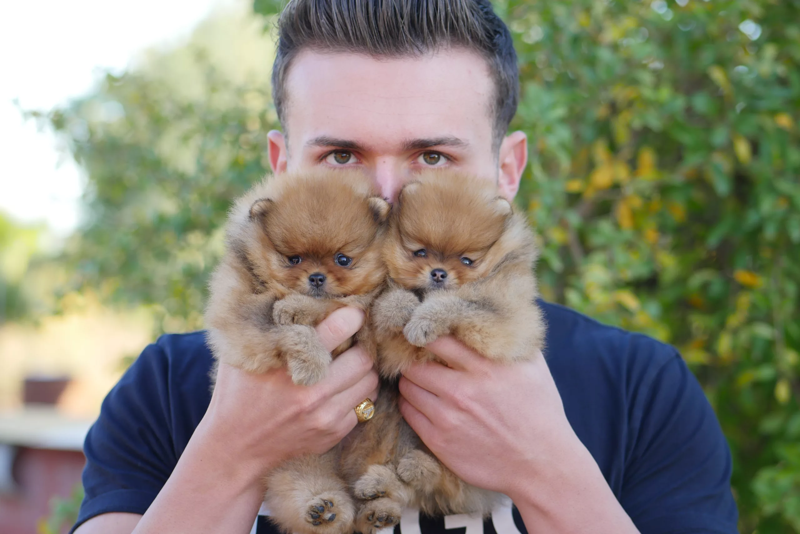 Chiots pomeranien elevage professionnel FCI france belgique