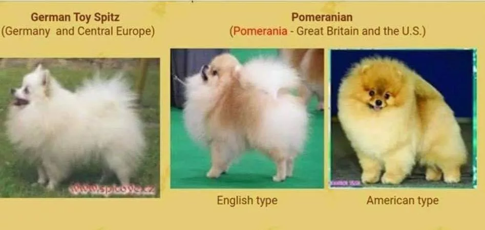 table types dwarf spitz 