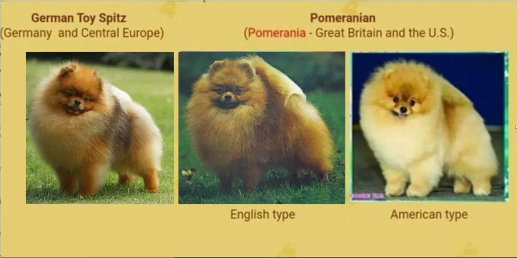 type poméranian 