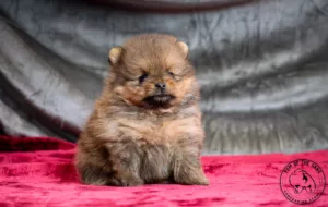 Napoléon Pomeranian