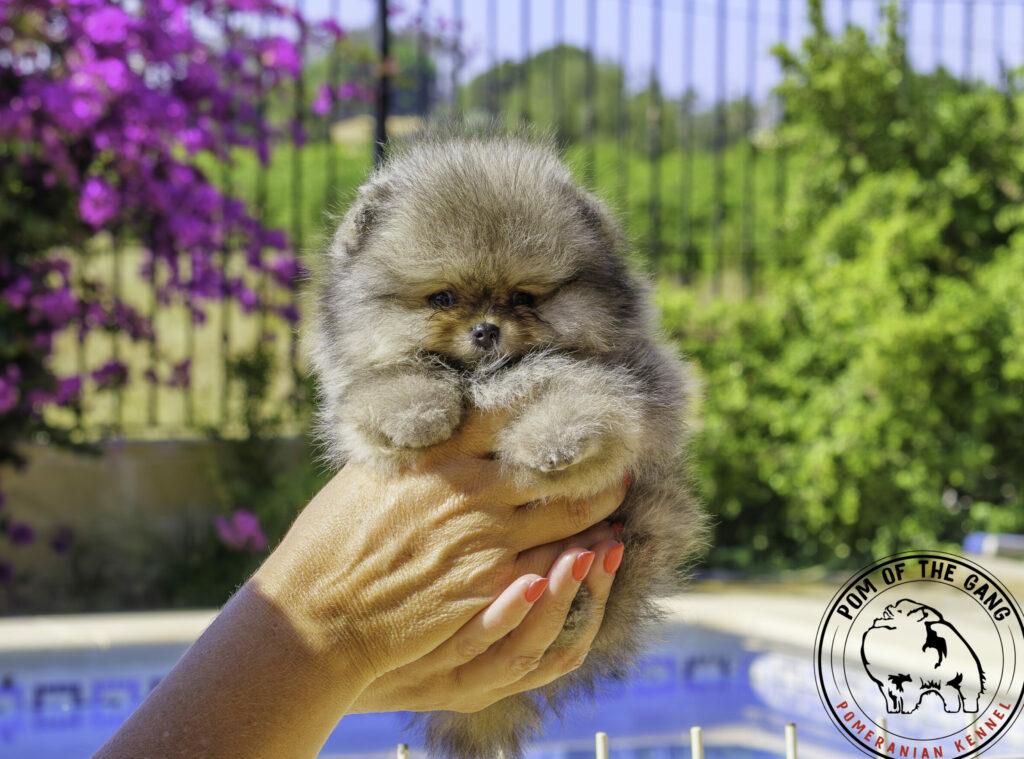 Chiot spitz nain pomeranian au bord de la piscine