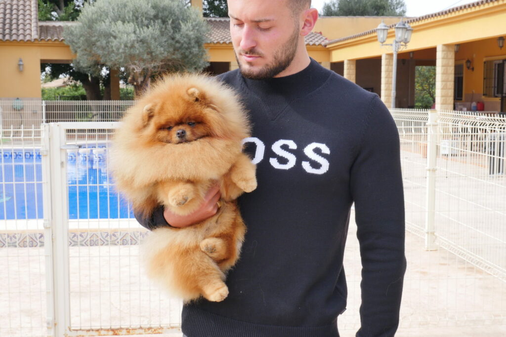 prix spitz nain pomeranien 2026 elevage lof