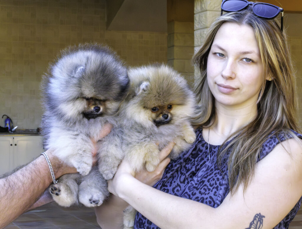 Lire la suite à propos de l’article Actualité Mars 2026 : Le renouveau chez Pom Of The Gang