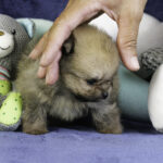 Cachorro de Pomerania Spitz naranja del criadero Pom Of The Gang