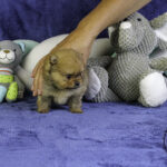 Cachorro joven de Pomerania Spitz de color naranja de la camada Kirilas x Disney