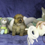 Cachorro joven de Pomerania Spitz de color naranja de la camada Kirilas x Disney