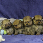 Camada de cuatro cachorros Pomerania de color naranja de un mes de edad
