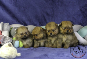 Camada de cuatro cachorros Pomerania de color naranja de un mes de edad