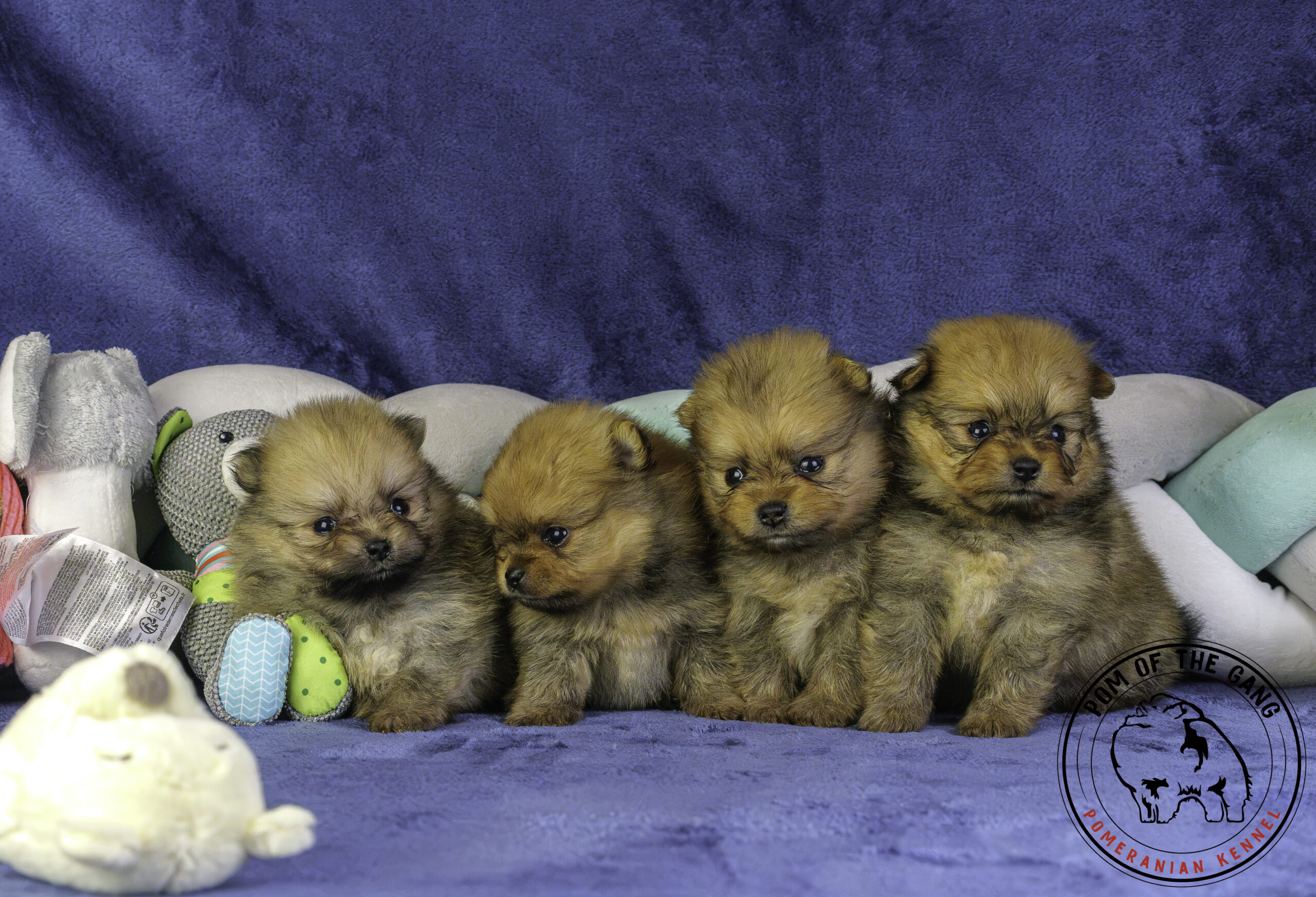 Actualmente estás viendo el nacimiento de 4 cachorros Pomerania – Kirilas x Disney