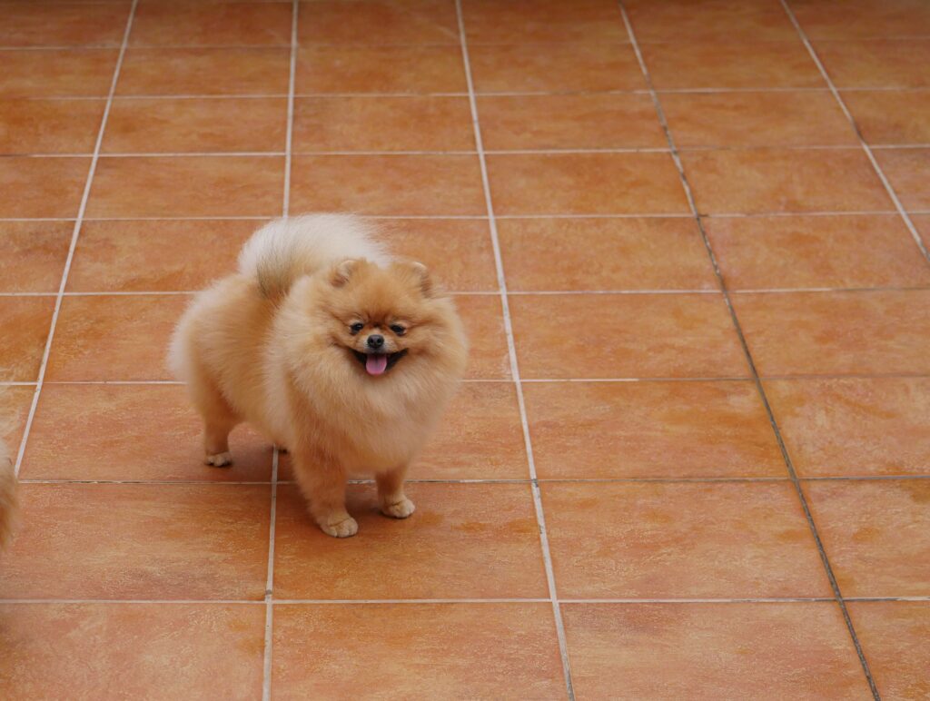 Pomerania hembra de Disney, madre de la camada Pom Of The Gang