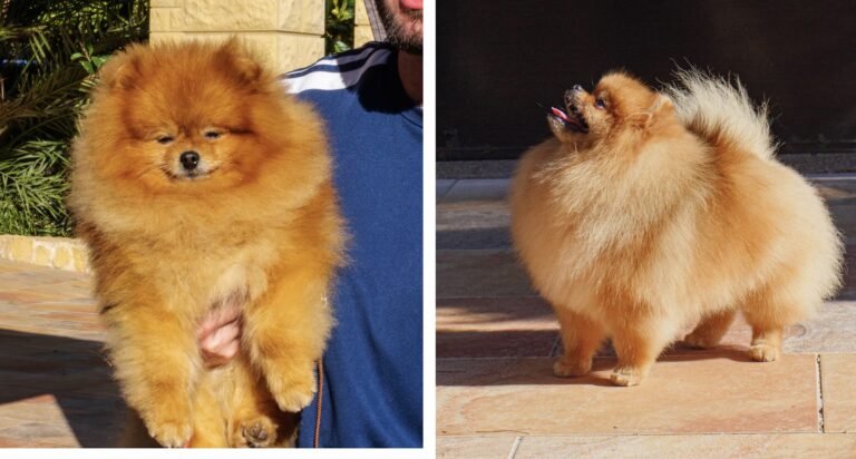 Lire la suite à propos de l’article Naissance des chiots Spitz Nains de Kirilas x Vegas