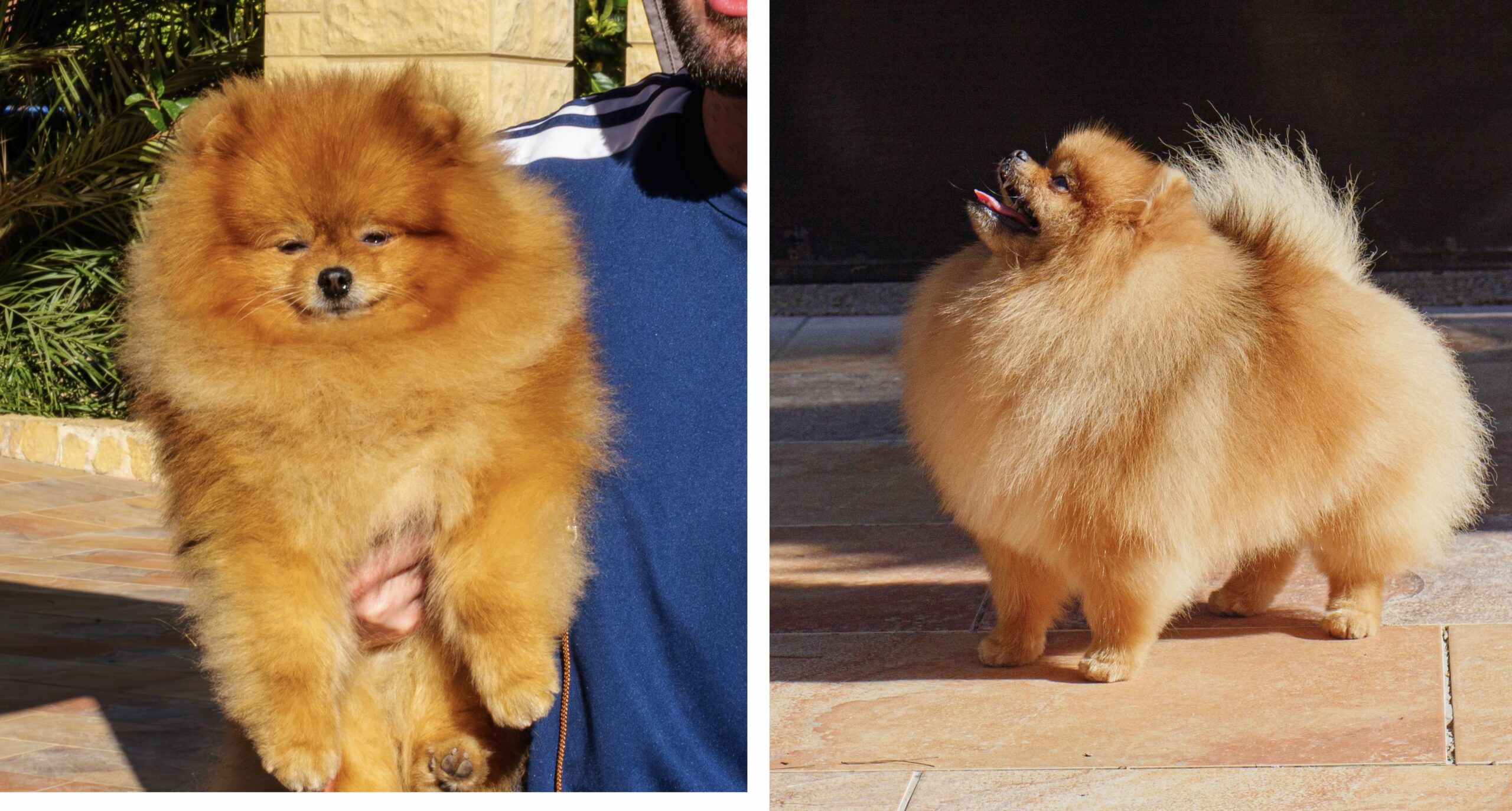 You are currently viewing Naissance des chiots Spitz Nains de Kirilas x Vegas