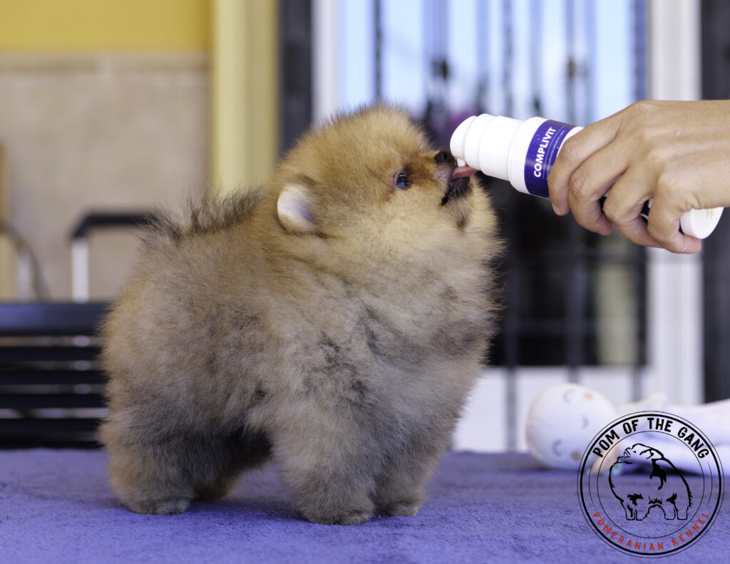 Chiot Spitz Nain Pomeranian portée Kirilas x Vegas