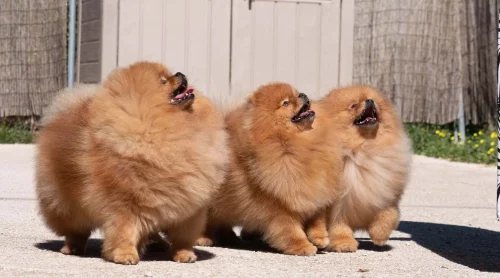 Pomeranian Spitz Pom Of The Gang breeder France Spain